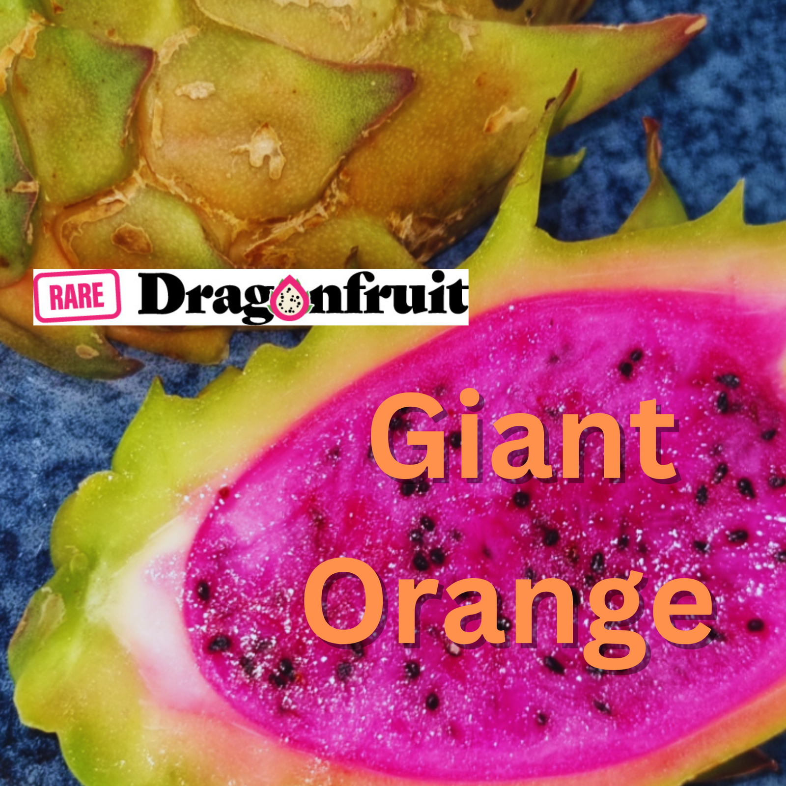 Giant Orange Dragon Fruit Plant - Rare Dragon Fruit