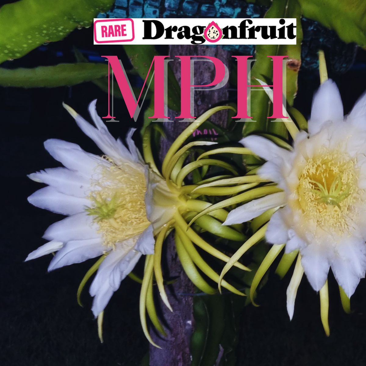 MPH - Monocanthus H.polyrhizus X Dragon Fruit - Rare Dragon Fruit