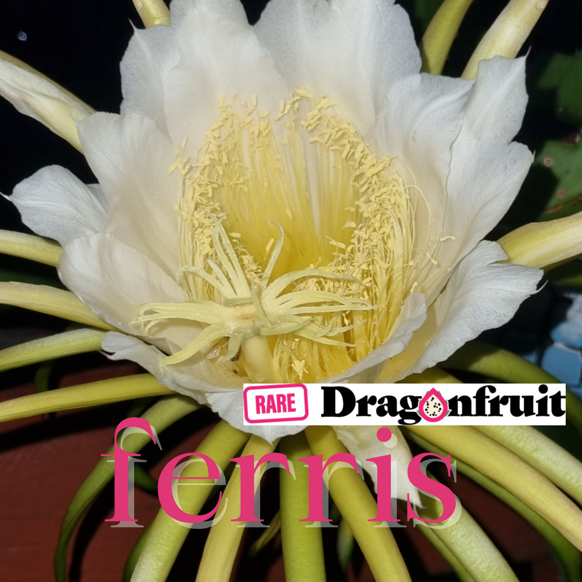 Ferris Dragon Fruit Cutting - Rare Dragon Fruit