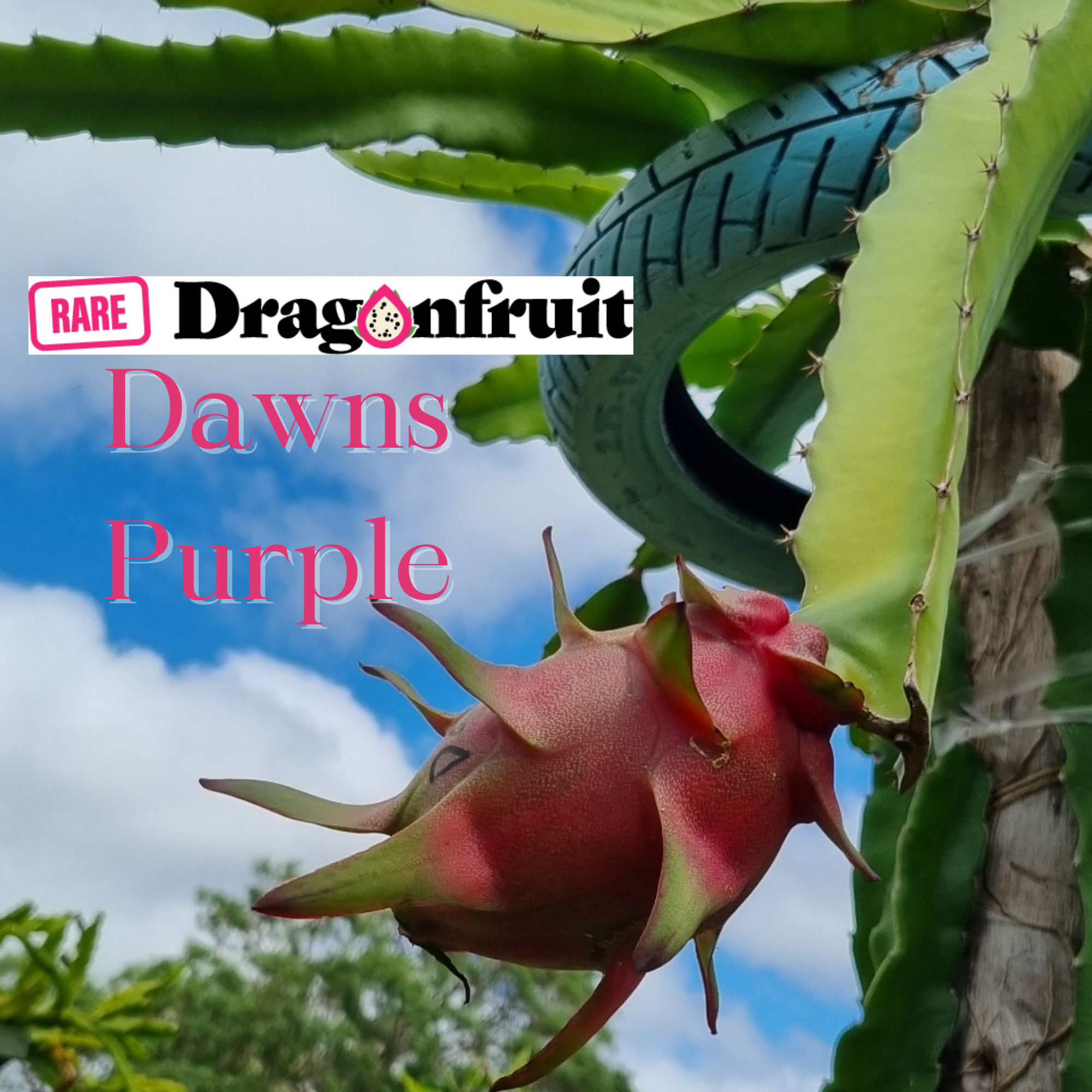 Dawns Purple Dragon Fruit - Rare Dragon Fruit