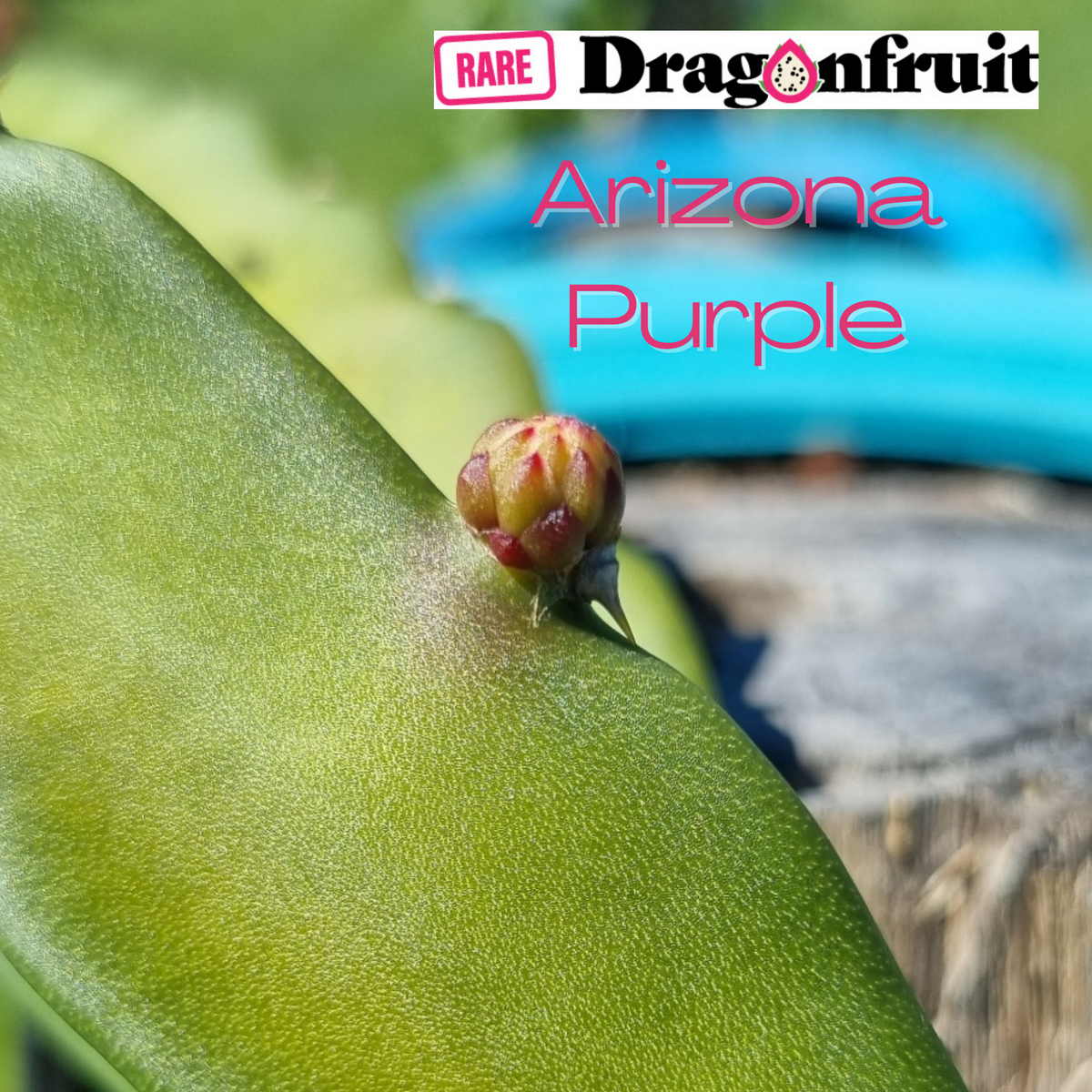 Arizona Purple Dragon Fruit - Rare Dragon Fruit