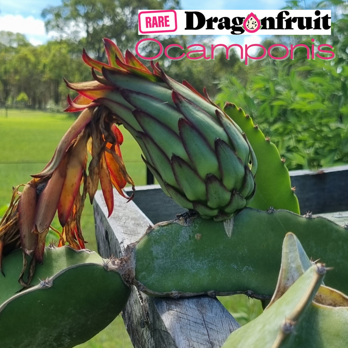 Ocamponis -Hylocereus ocamponis Illonois Dragon Fruit Plant - Rare Dragon Fruit