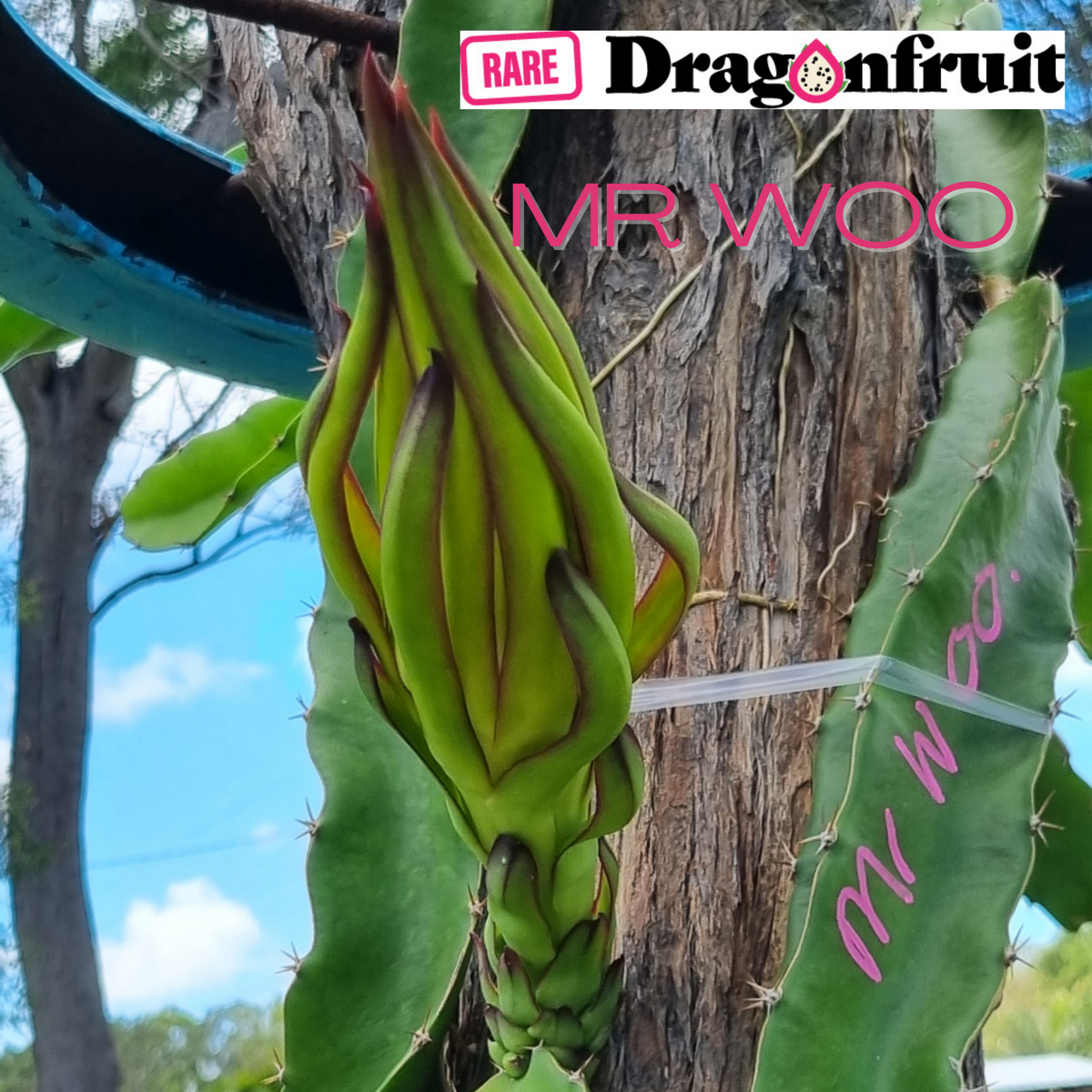 Mr Woo Dragon Fruit - Rare Dragon Fruit