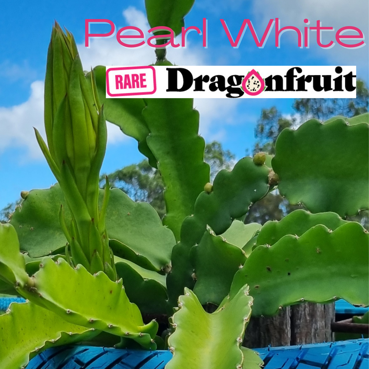 Pearl White Hylocereus undatus Vietnamese Dragon Fruit Variety - Rare Dragon Fruit