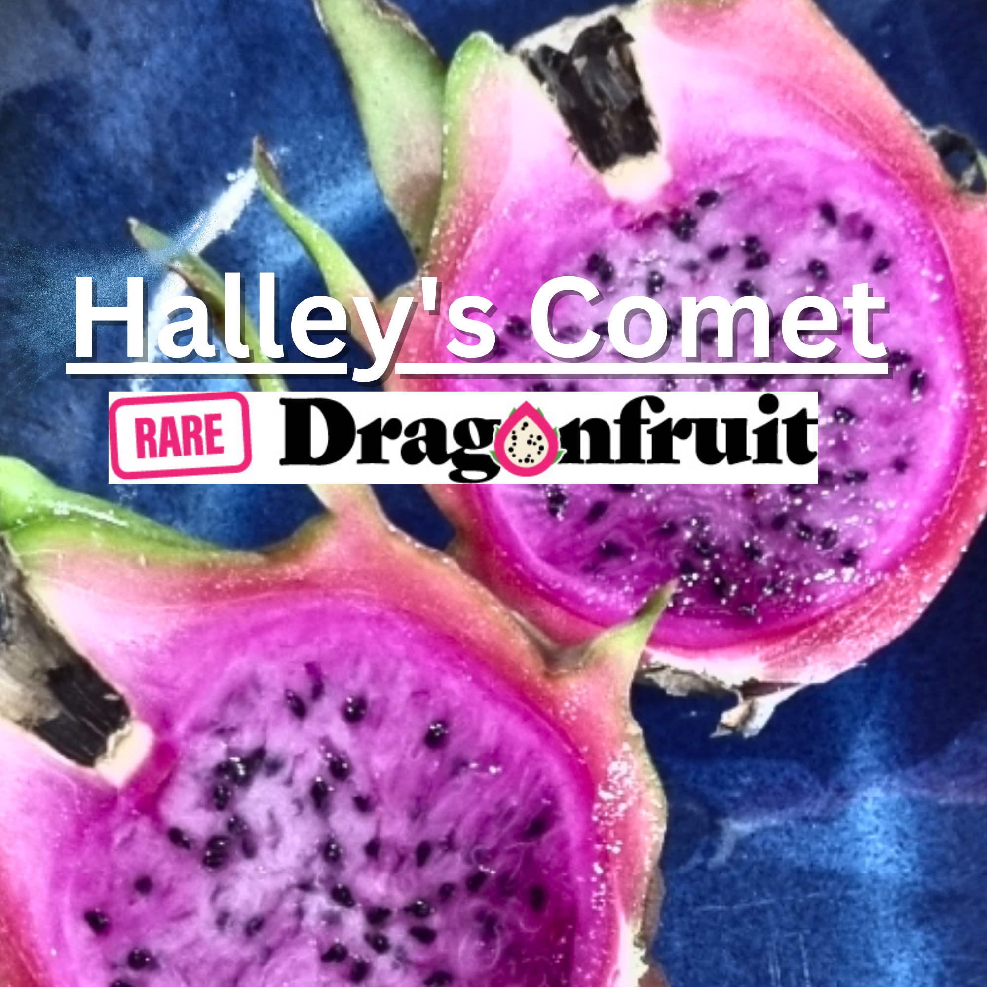 Halley’s / Haley's Comet (XXL bloom)- H. undatus X H. guatemalensis Louisiana Dargon Fruit - Rare Dragon Fruit