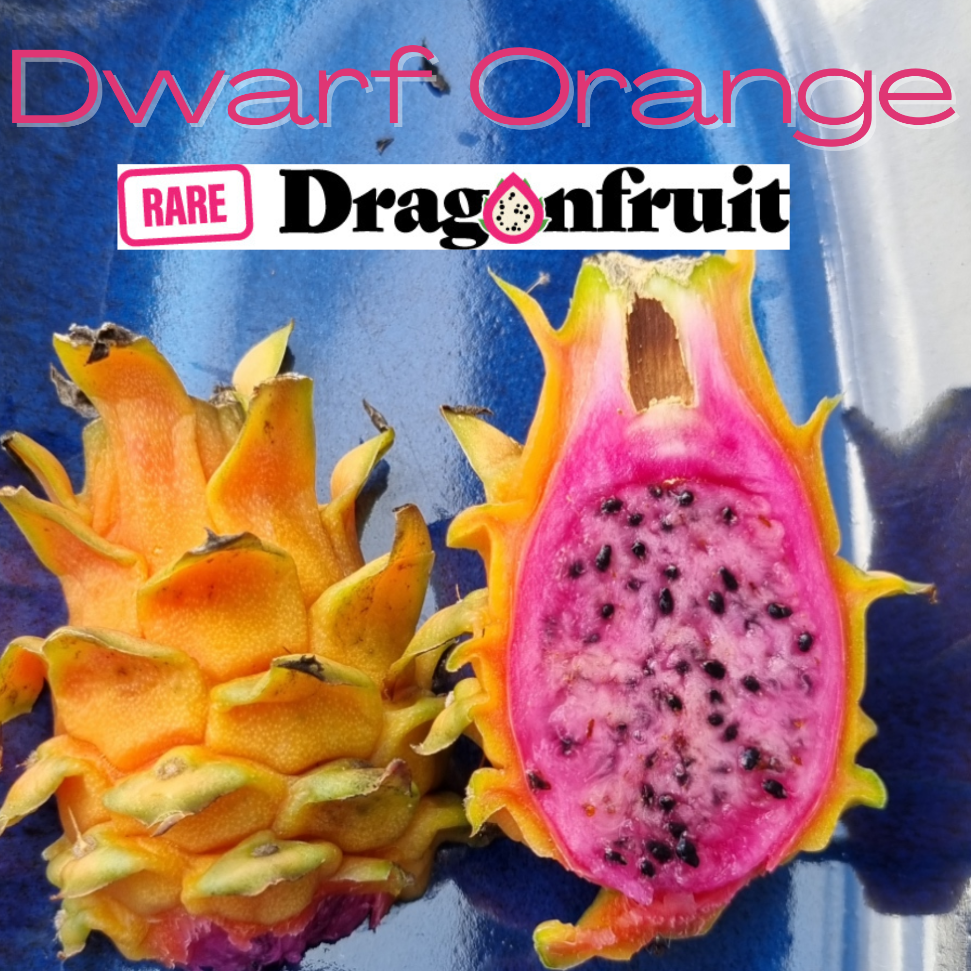 Orange Dwarf Dragon fruit- Hylocereus megalanthus x H. polyrhizus - Rare Dragon Fruit