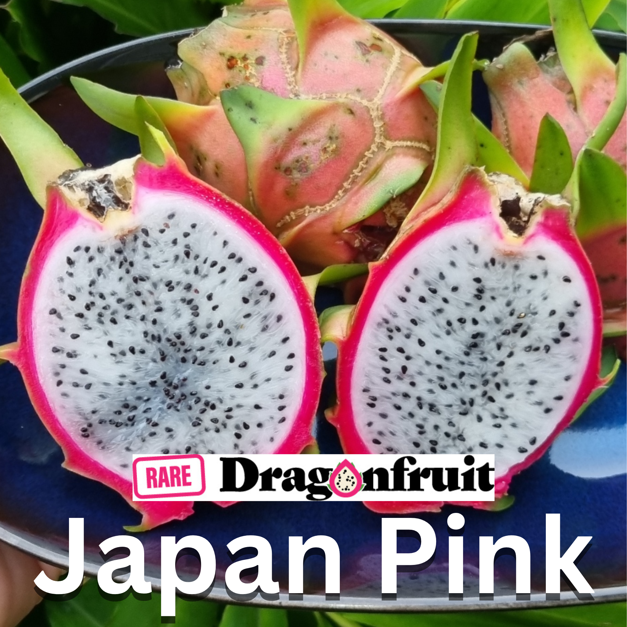 Japan Pink Dragon Fruit - Rare Dragon Fruit