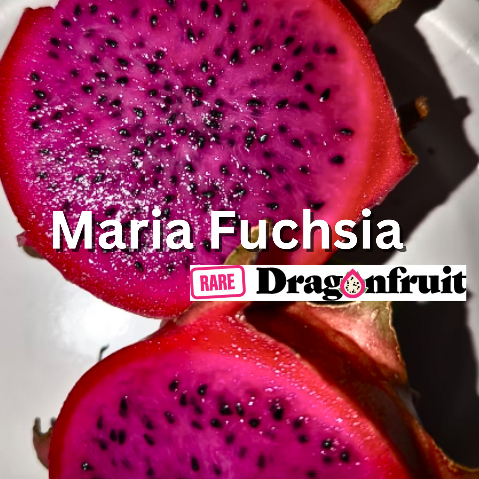 Maria Fuchsia- NEW 2023 - Rare Dragon Fruit