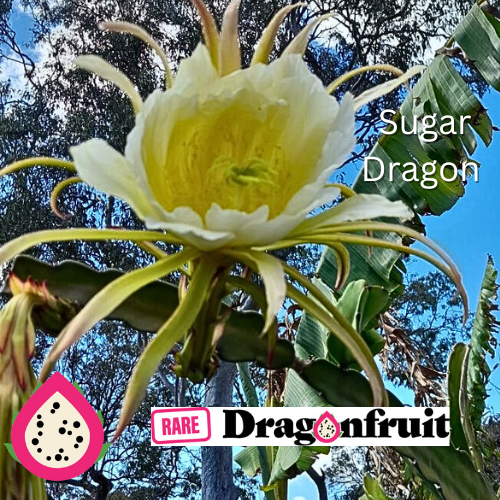 Sugar Dragon (S8) - Hylocereus Hybrid Californian Dragon Fruit