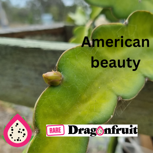 American Beauty- H. guatemalensis X H. Undatus USA Dragon Fruit Plant