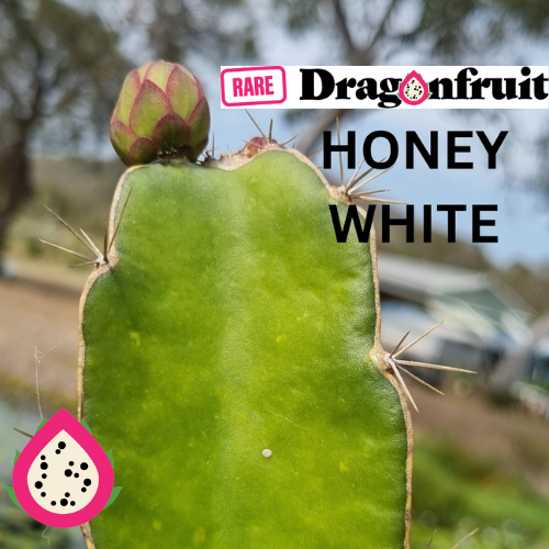 Honey white- H. Undatus X H. guatemalensis Australian Dragon Fruit