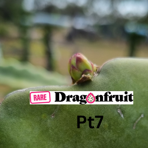 PT 7 (Paul Thomsons No.7) - H.polyrhizus X guatemalensis Californian Dragon Fruit - Rare Dragon Fruit