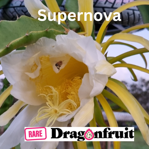 Supernova Dragon Fruit - Rare Dragon Fruit