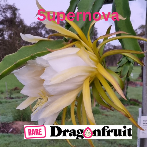 Supernova Dragon Fruit - Rare Dragon Fruit