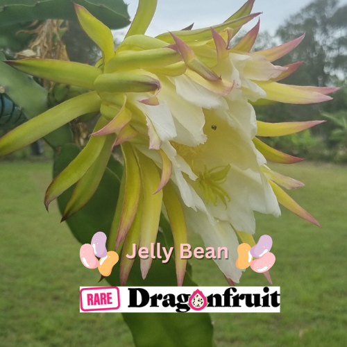 Jelly Bean Dragon Fruit