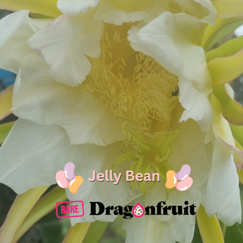 Jelly Bean Dragon Fruit