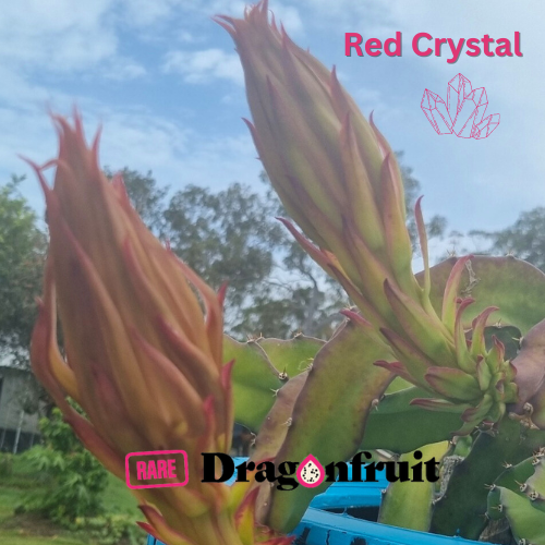 Red Crystal Dragon Fruit - Rare Dragon Fruit