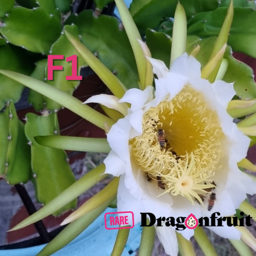 F1 Commercial Dragon fruit variety. - Rare Dragon Fruit