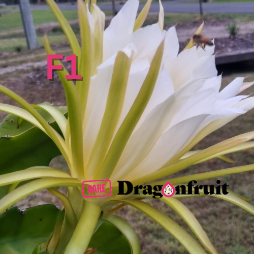 F1 Commercial Dragon fruit variety. - Rare Dragon Fruit