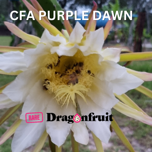 CFA Purple Dawn Dragon fruit - Rare Dragon Fruit