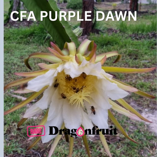 CFA Purple Dawn Dragon fruit - Rare Dragon Fruit