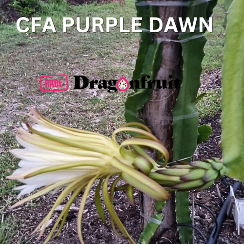 CFA Purple Dawn Dragon fruit - Rare Dragon Fruit