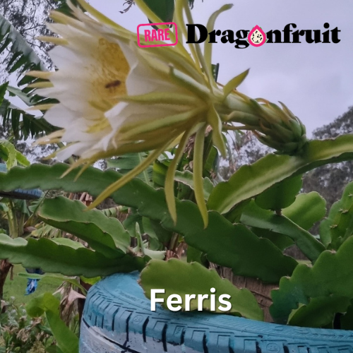 Ferris Dragon Fruit Cutting - Rare Dragon Fruit