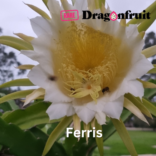 Ferris Dragon Fruit Cutting - Rare Dragon Fruit