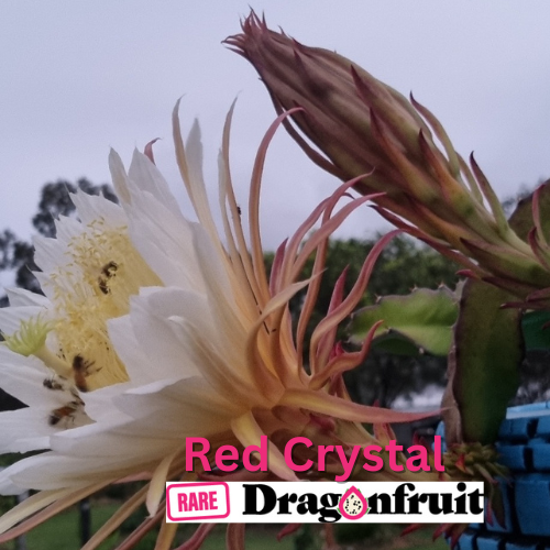 Red Crystal Dragon Fruit - Rare Dragon Fruit