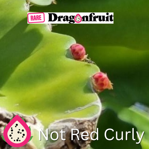 Not Red Curly Dragon Fruit - Rare Dragon Fruit