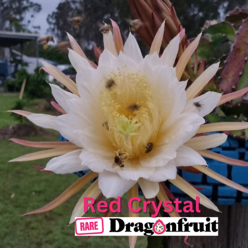 Red Crystal Dragon Fruit - Rare Dragon Fruit