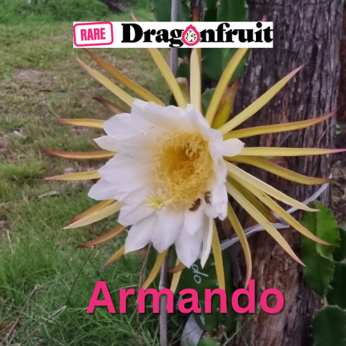 Armando Dragon Fruit Variety - Hylocereus costaricensis - Rare Dragon Fruit