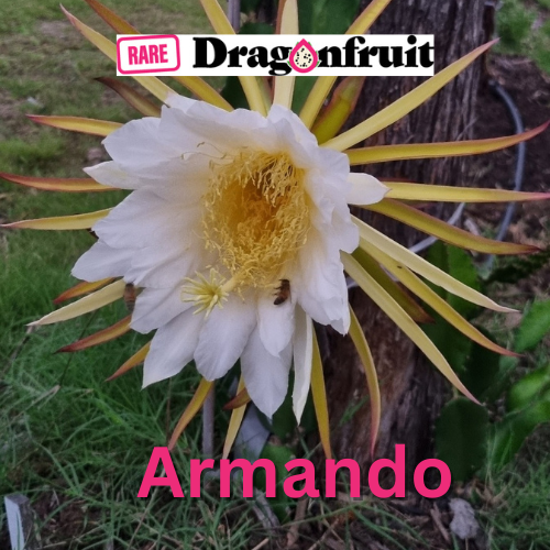 Armando Dragon Fruit Variety - Hylocereus costaricensis - Rare Dragon Fruit