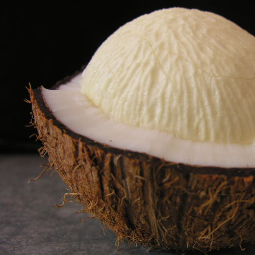 Coconut Palm Cocos nucifera