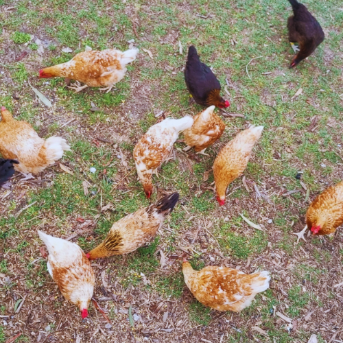 Fertile Farm Yard Mixed Chicken Eggs - Rare Dragon Fruit