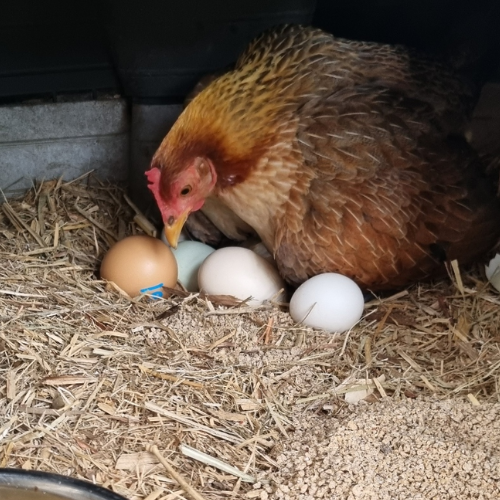 Fertile Farm Yard Mix Eggs