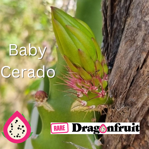 Baby Cerrado - Selenicereus setaceus Dragon fruit - Rare Dragon Fruit