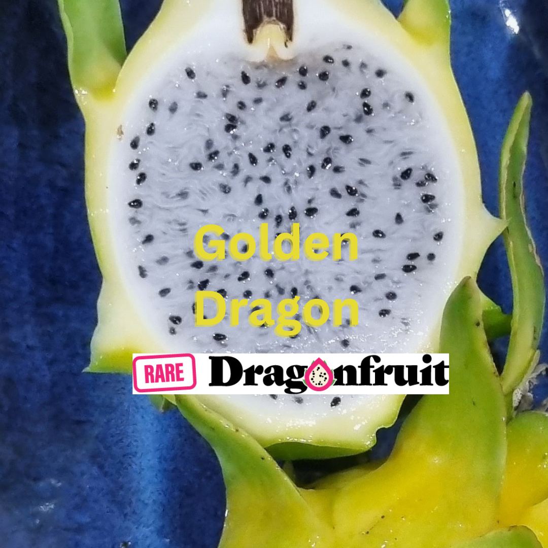 Golden dragon- Hylocereus undatus X Hawaiian Dragon Fruit - Rare Dragon Fruit