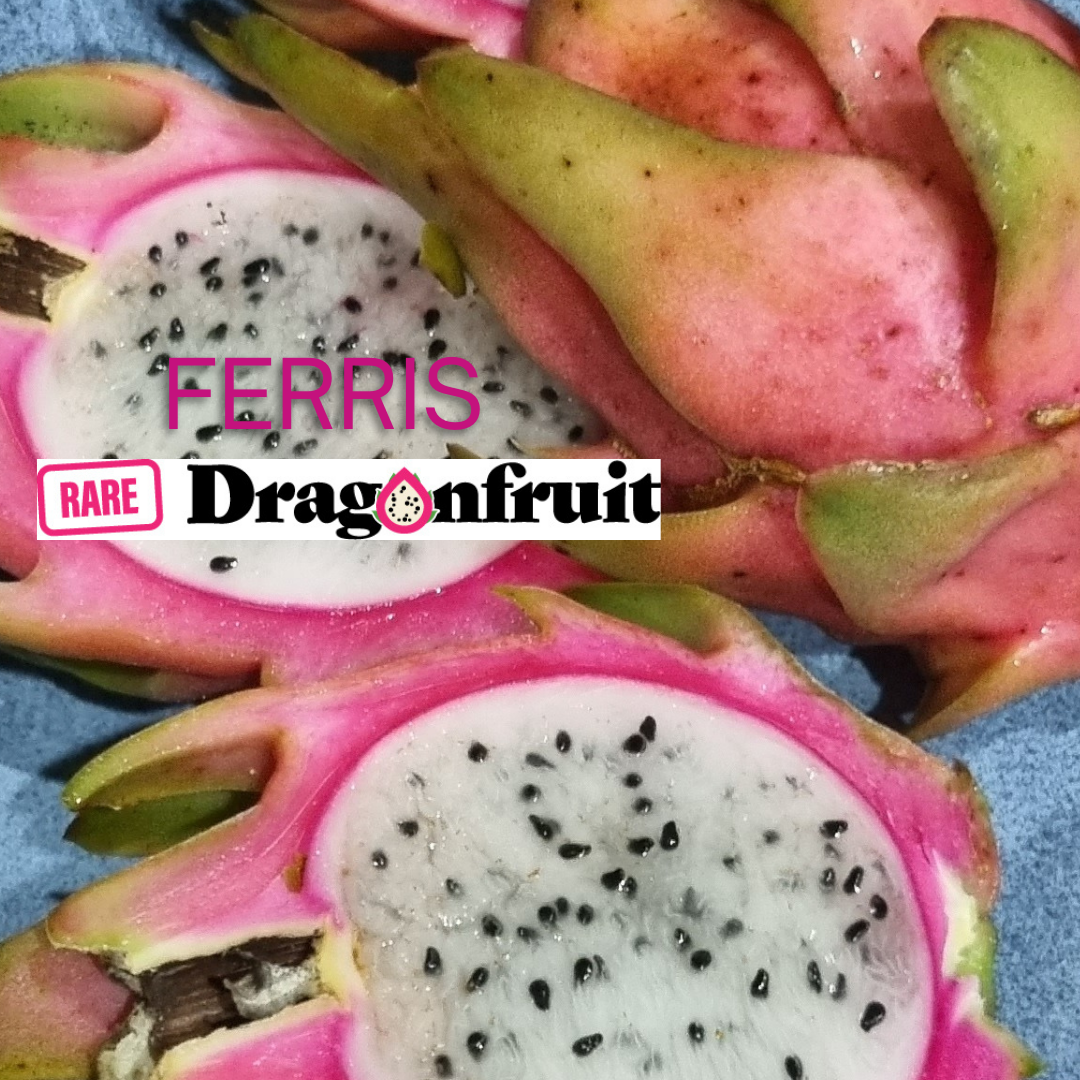 Ferris Dragon Fruit Cutting - Rare Dragon Fruit