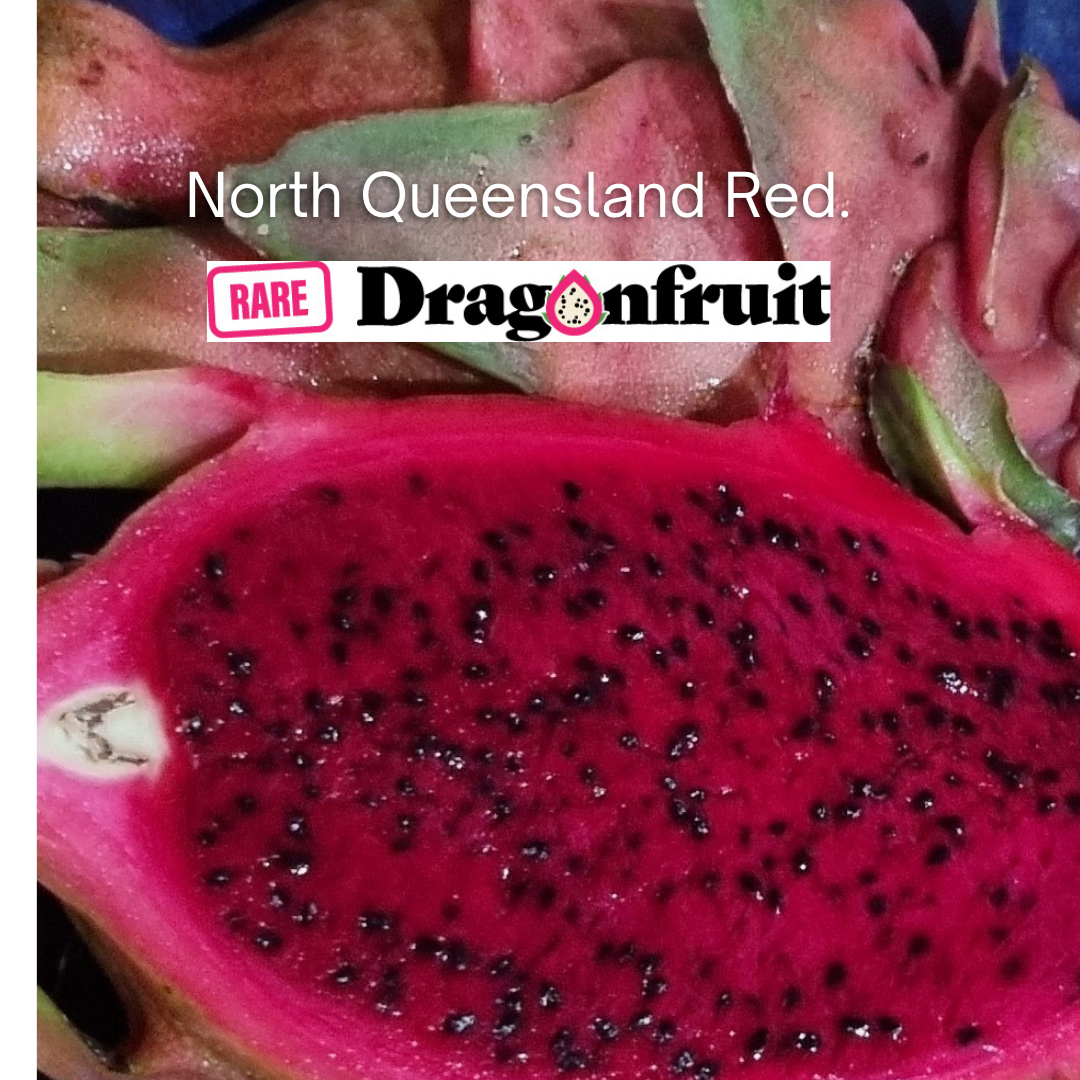 North Queensland Red Dragon Fruit - Rare Dragon Fruit