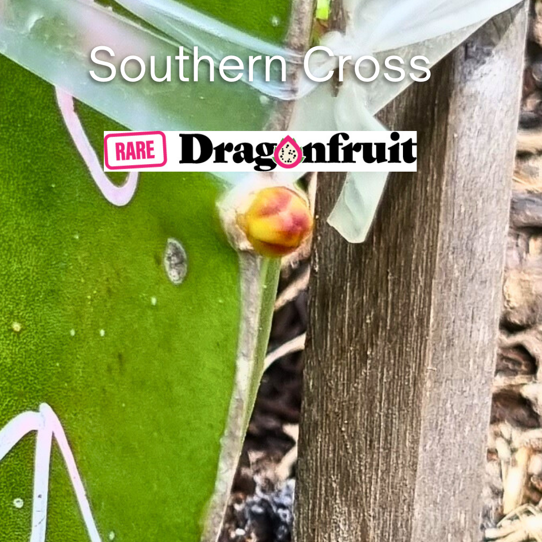 Southern cross Dragon Fruit Plant (NOID) - Rare Dragon Fruit