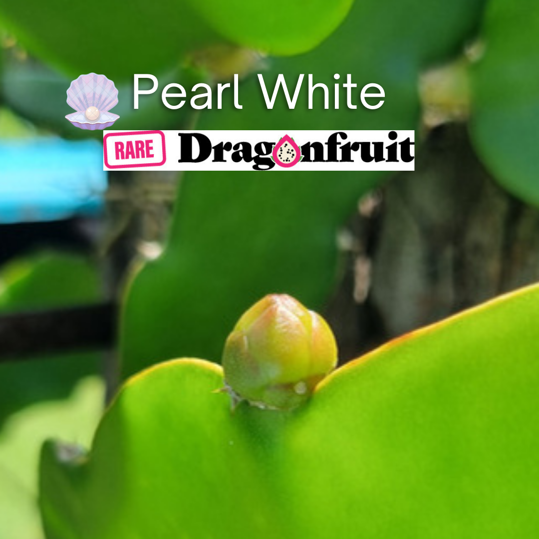 Pearl White Hylocereus undatus Vietnamese Dragon Fruit Variety - Rare Dragon Fruit