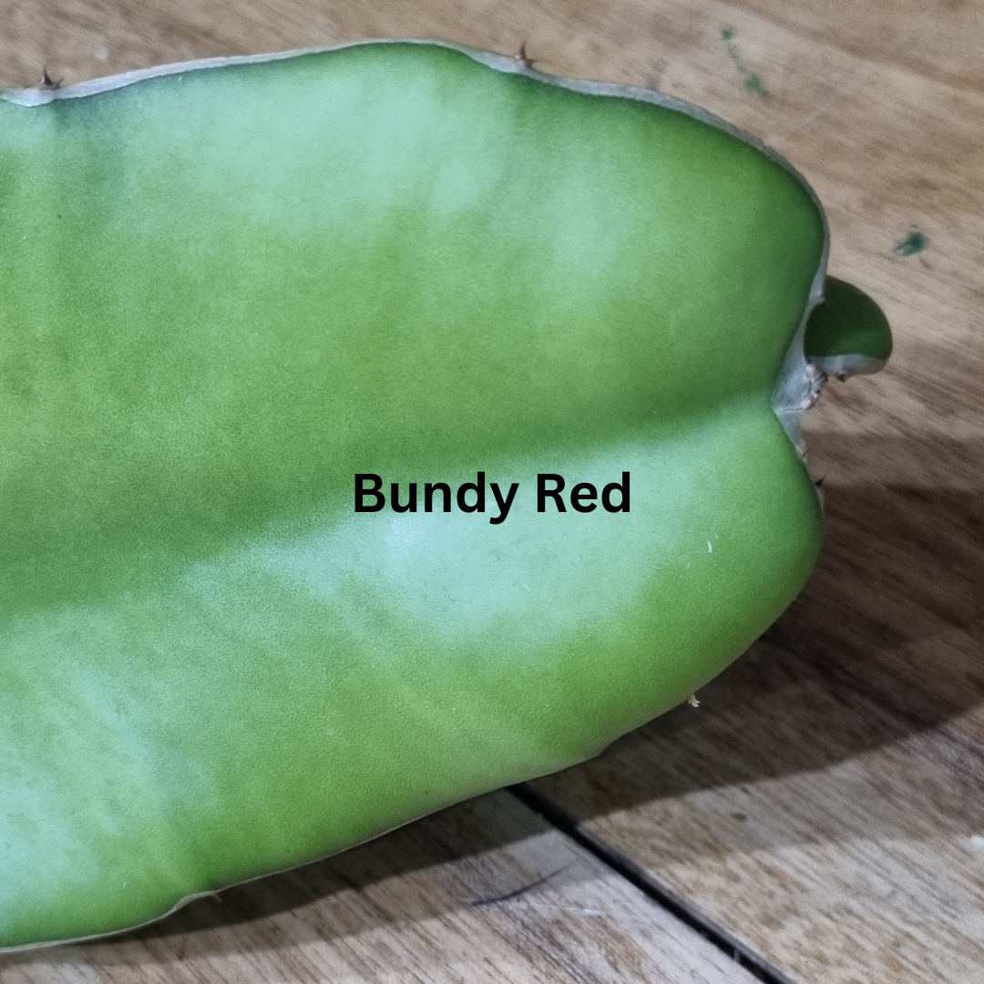 Bundy Red Dragon Fruit
