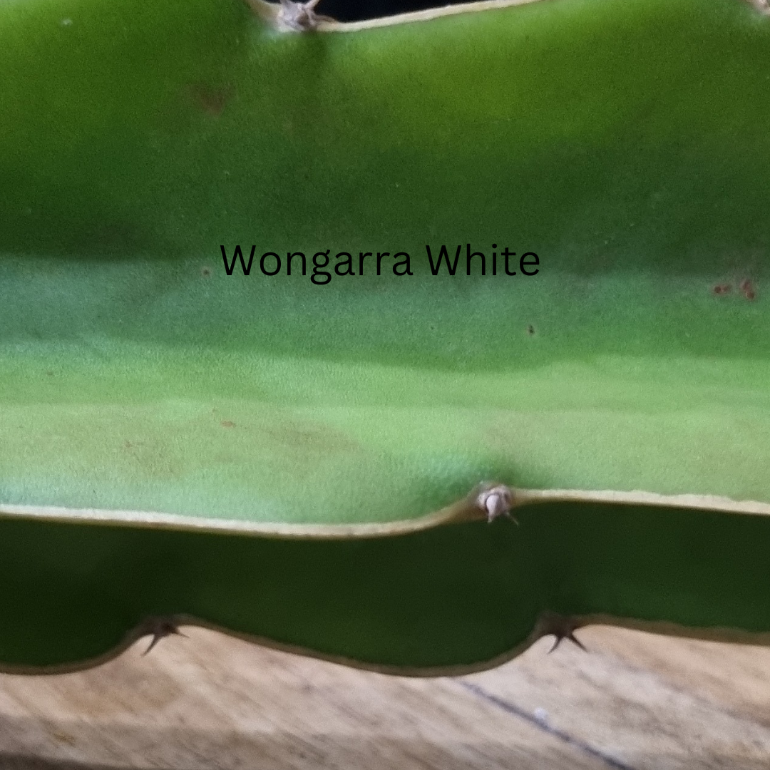 Wongarra White  Dragon Fruit Variety