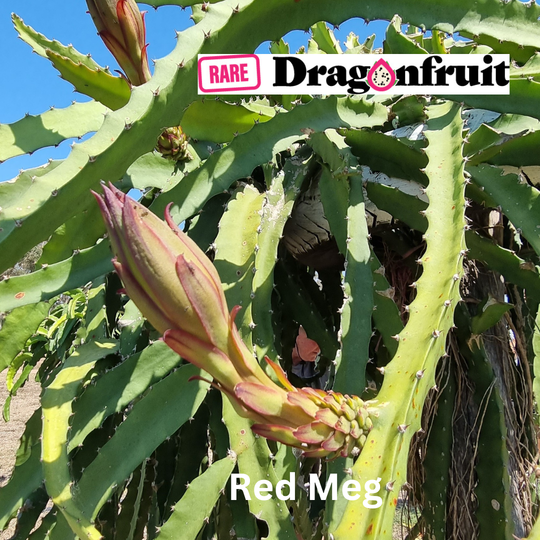 Red Megalantus Dragon Fruit - Rare Dragon Fruit