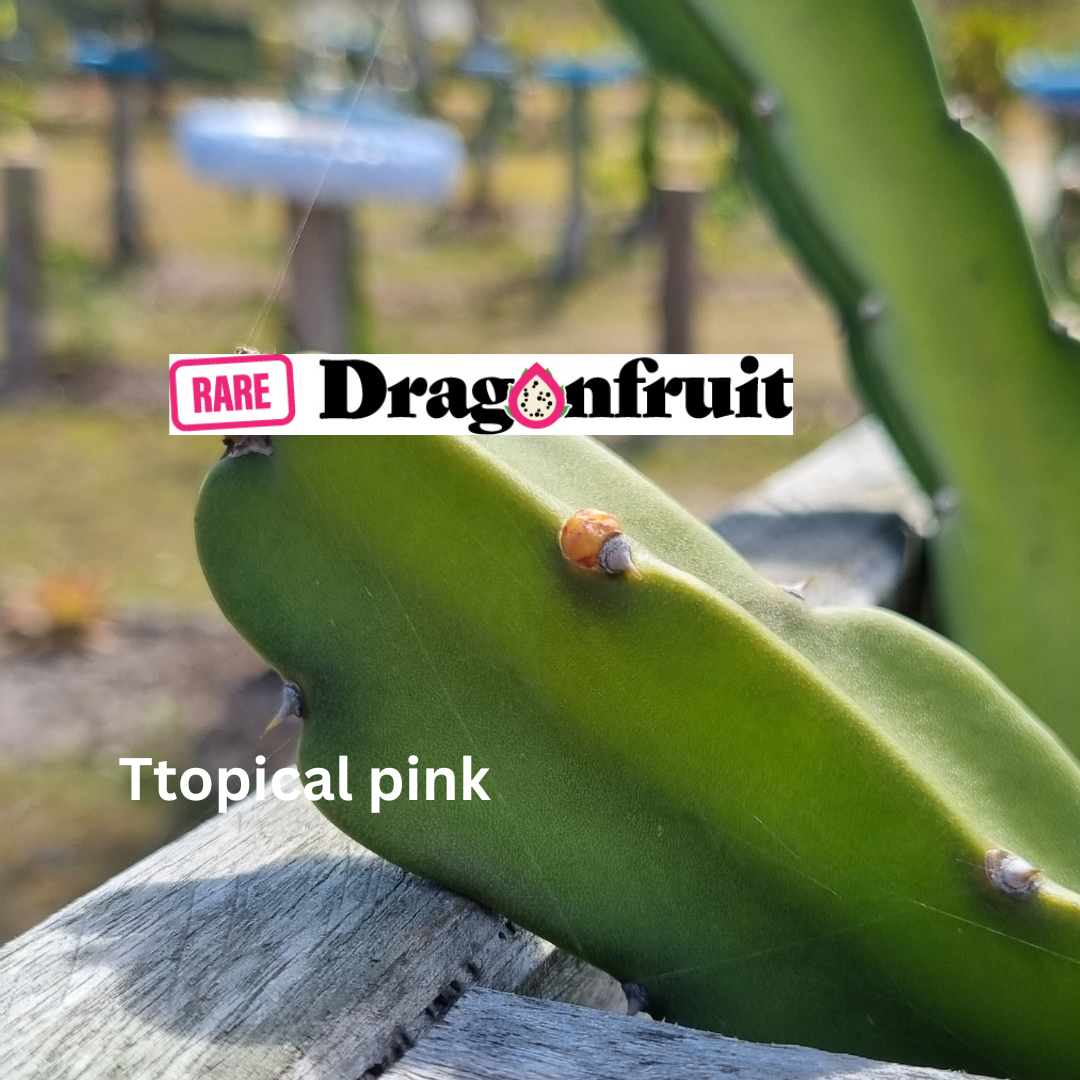 Tropical Pink Dragon Fruit Vanilla ice-cream flavour