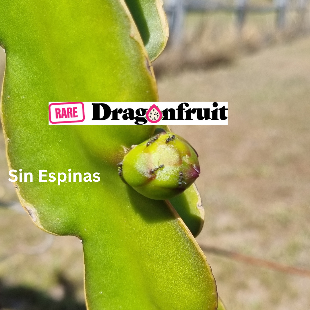 Sin Espinas Dragon Fruit -  Hylocereus Polyrhizus X
