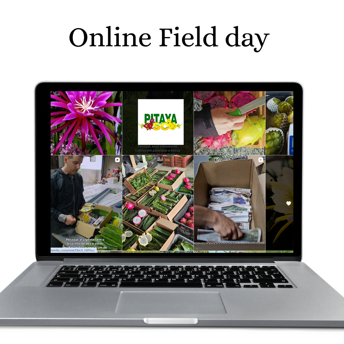 Online Dragon Fruit Field Day with Ricardo Martins