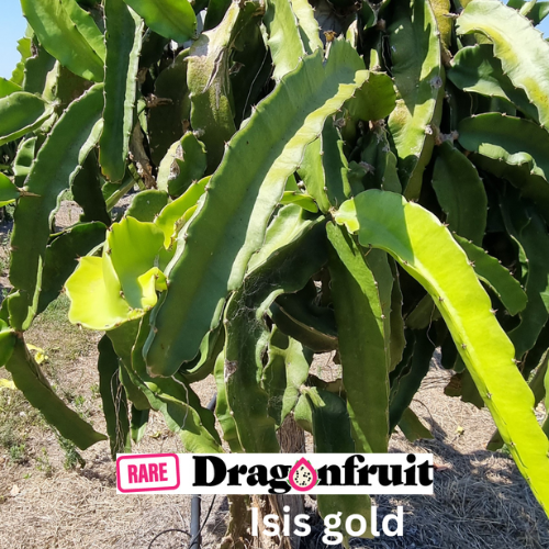 Isis Gold - Hylocereus Undatus X QLD Australian Dragon Fruit Variety - Rare Dragon Fruit