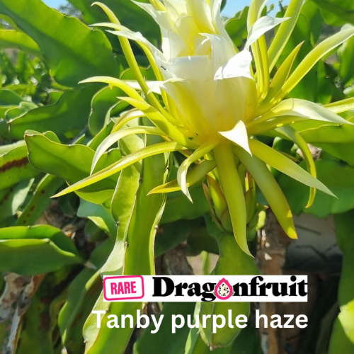 Tanby Purple Haze - H. guatemalensis X H. undatus California - Rare Dragon Fruit